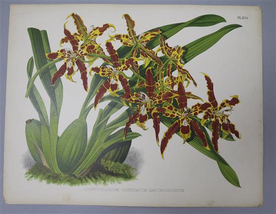 John Nugent Fitch (1840-1927), a collection of 34 hand-coloured lithographic plates from The Orchid Album